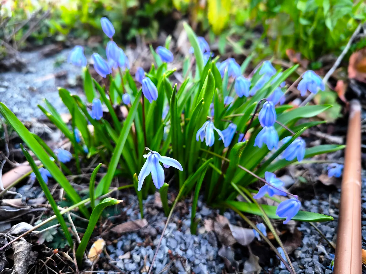 Siberian Squill (Scilla siberica)