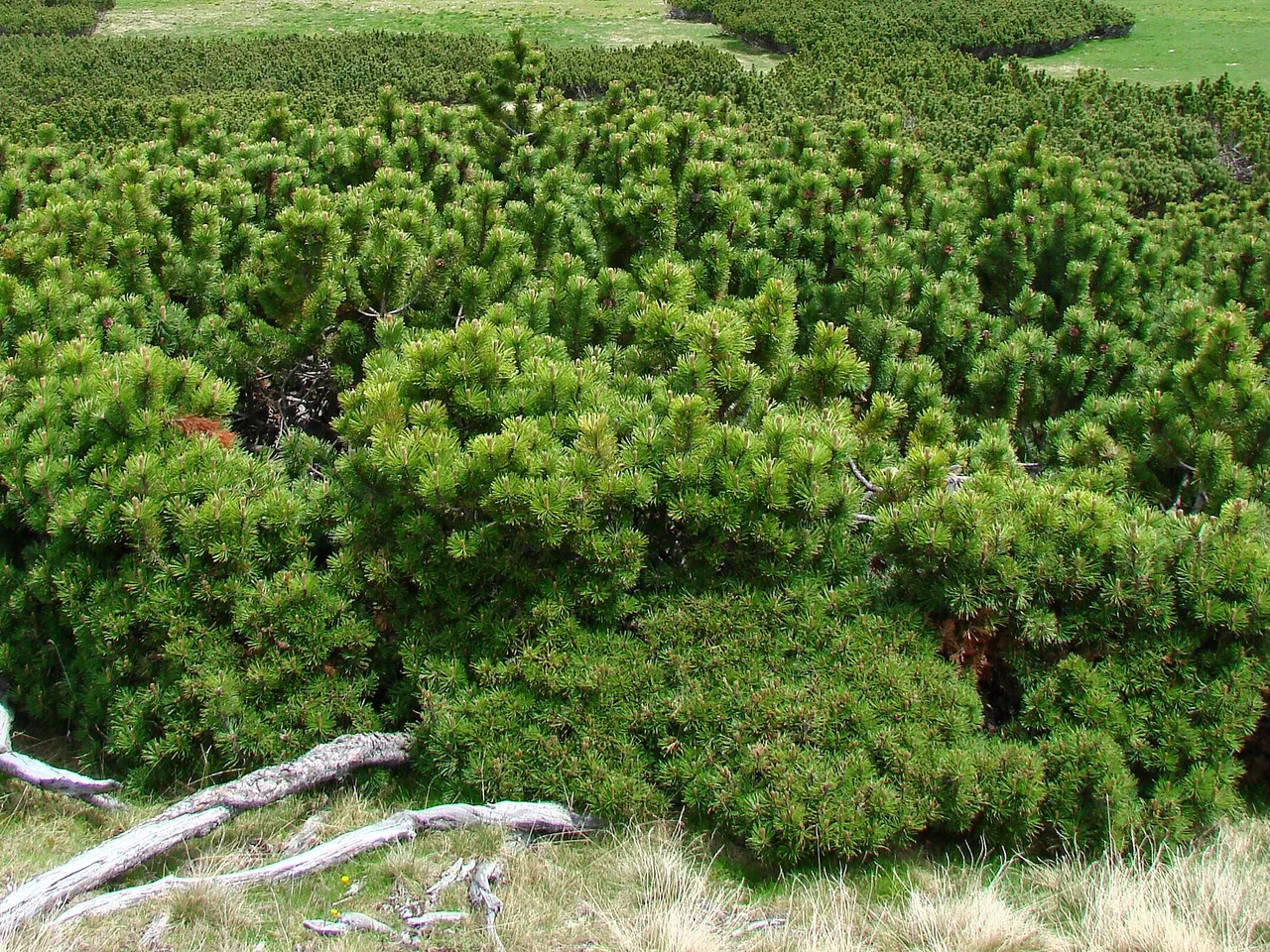 Dwarf Mountain Pine (Pinus mugo)