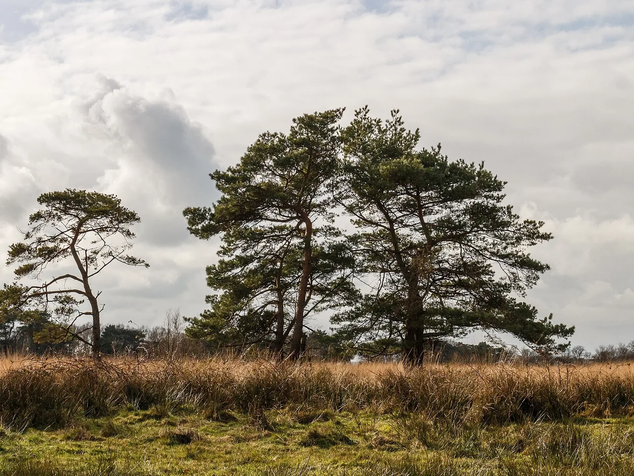 Scots Pine (Pinus sylvestris)
