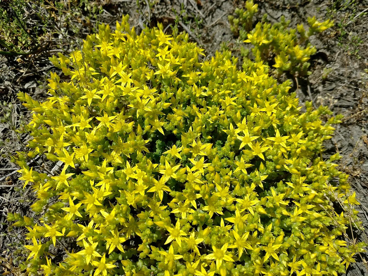 Biting Stonecrop (Sedum acre)