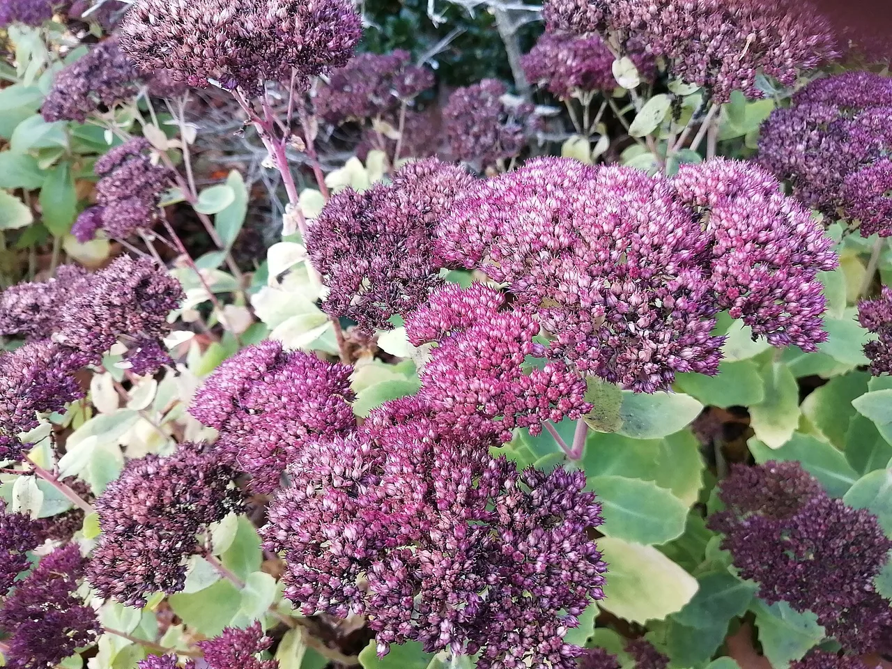 Autumn Stonecrop (Hylotelephium spectabile)