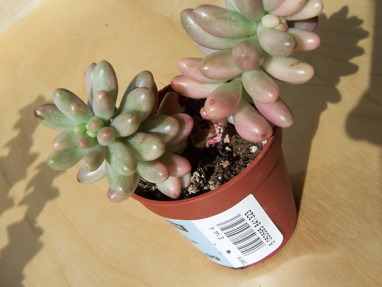 Jelly Bean Plant (Sedum rubrotinctum)