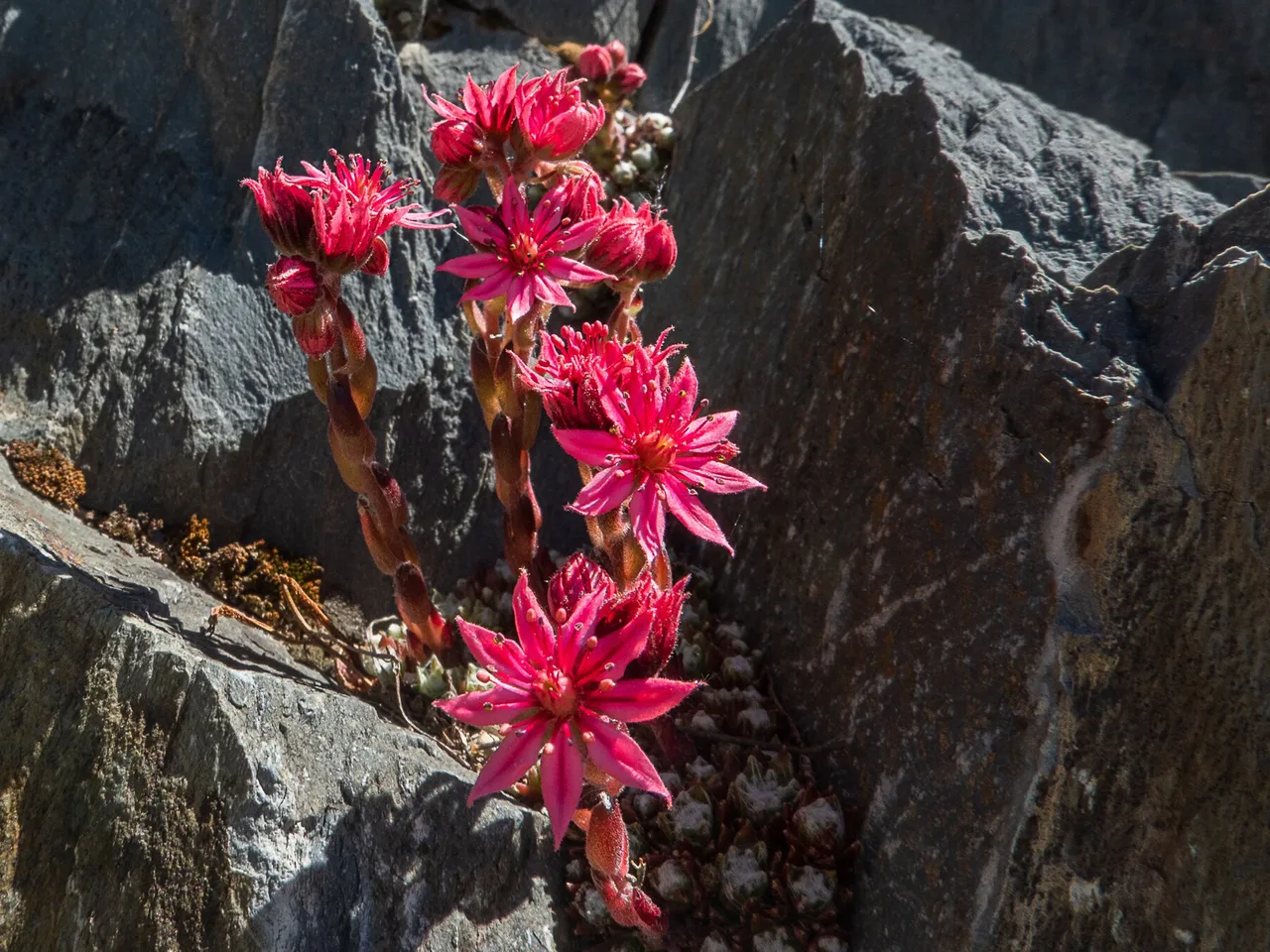 Cobweb Houseleek (Sempervivum arachnoideum)