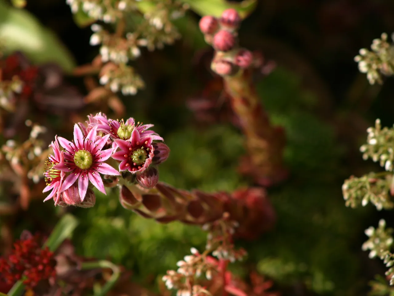 Houseleek (Sempervivum tectorum)