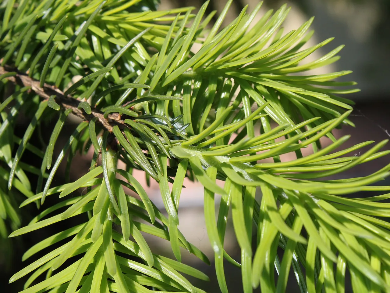 Serbian Spruce (Picea omorika)