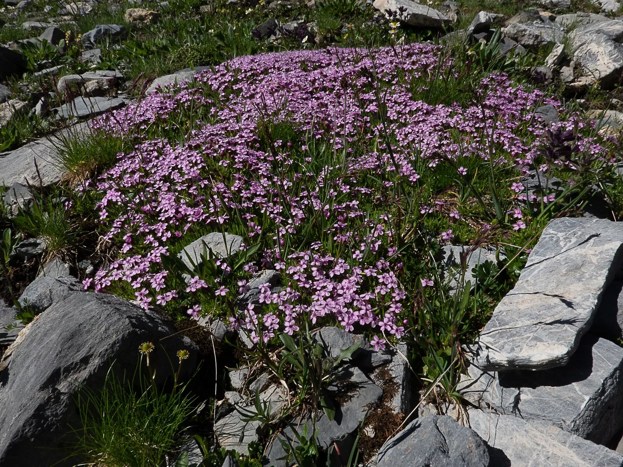 Moss Campion (Silene acaulis)