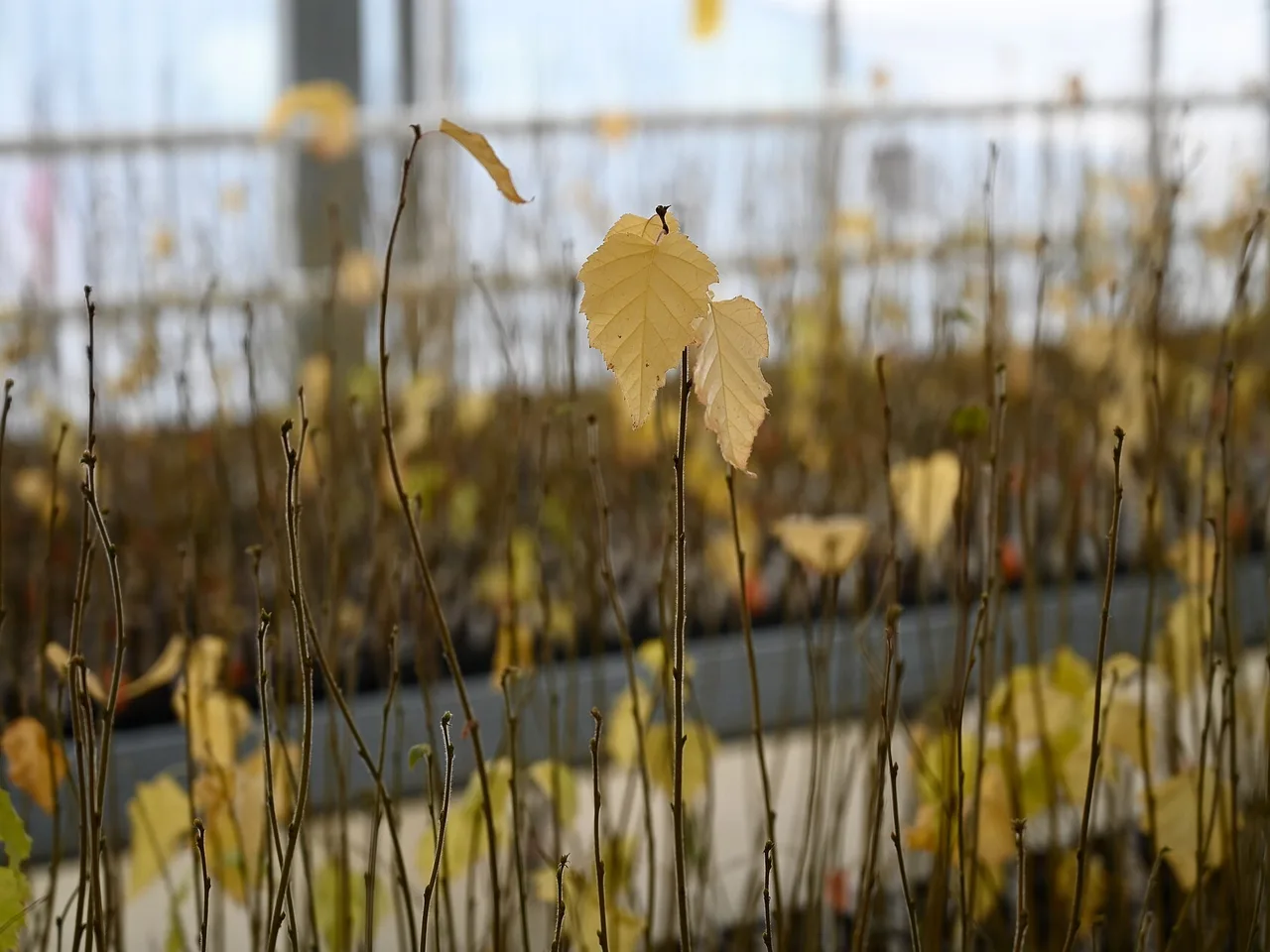 Silver Birch (Betula pendula)