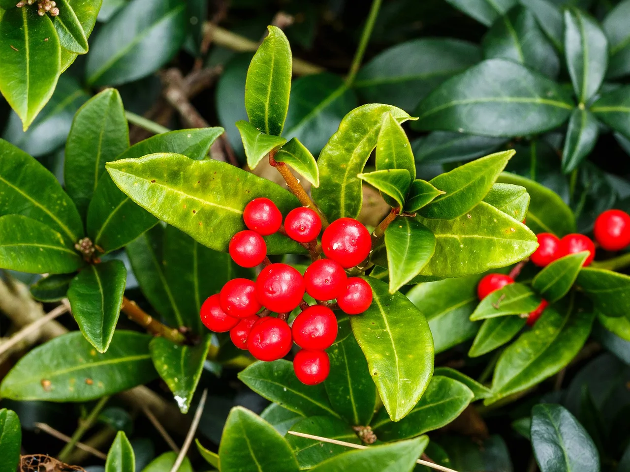 Skimmia (Skimmia japonica)