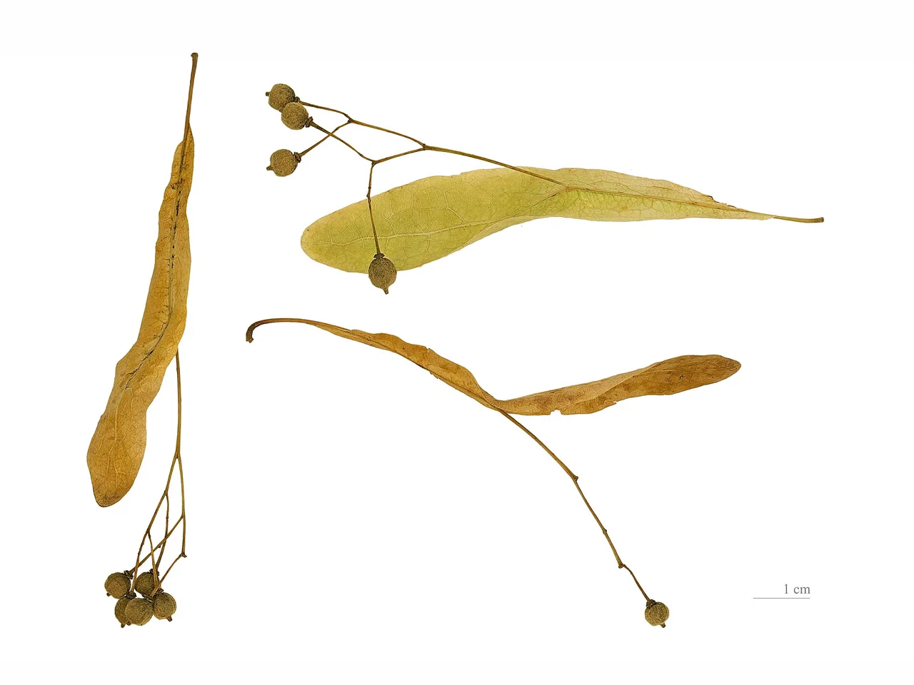 Small-leaved Lime (Tilia cordata)