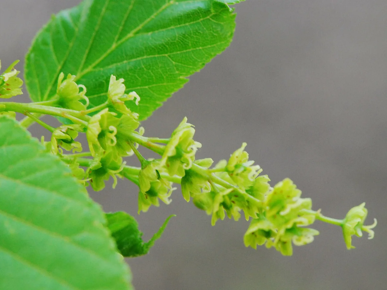 Snakebark Maple (Acer davidii)