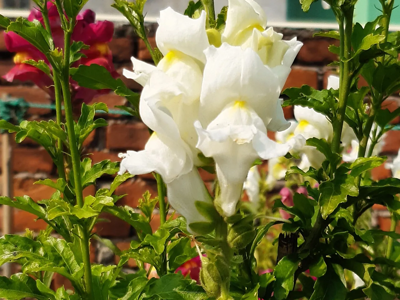 Snapdragon (Antirrhinum majus)