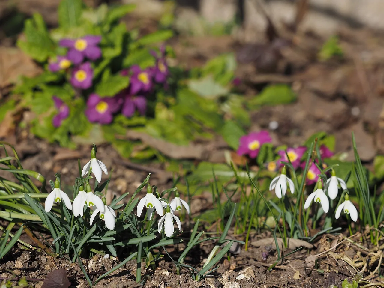 Snowdrop (Galanthus nivalis)