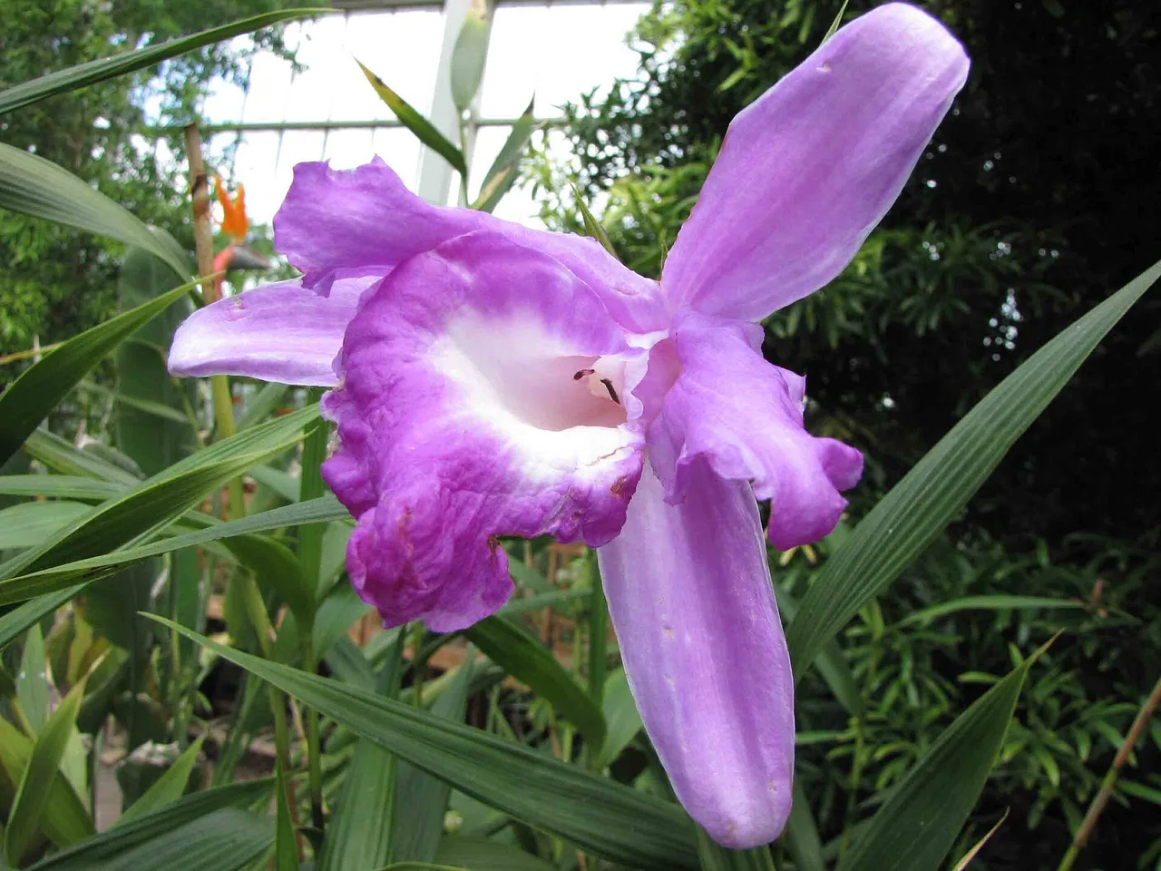 Sobralia (Sobralia macrantha)