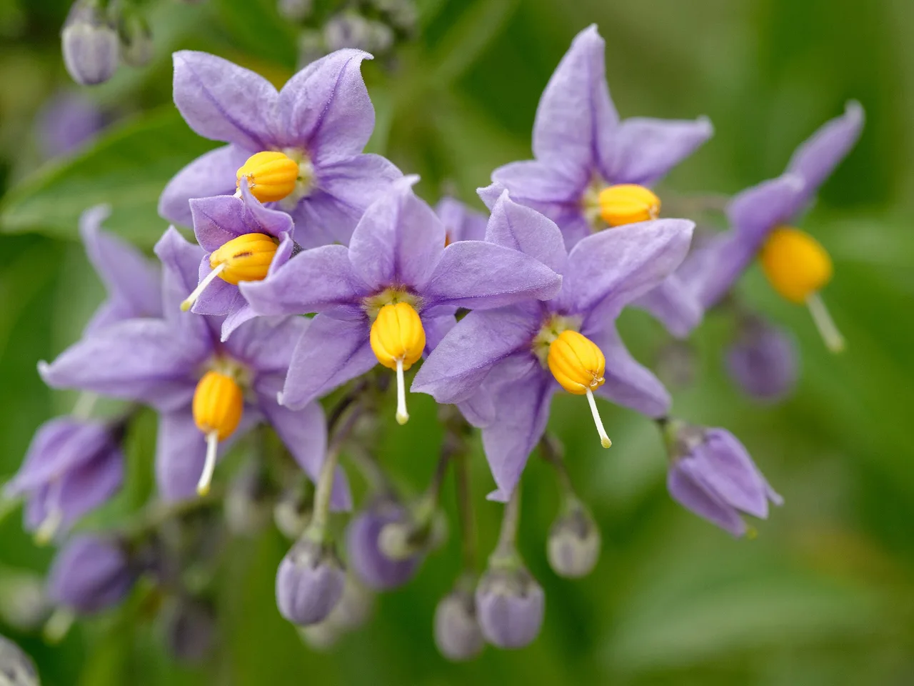 Chilean Potato Vine (Solanum crispum)
