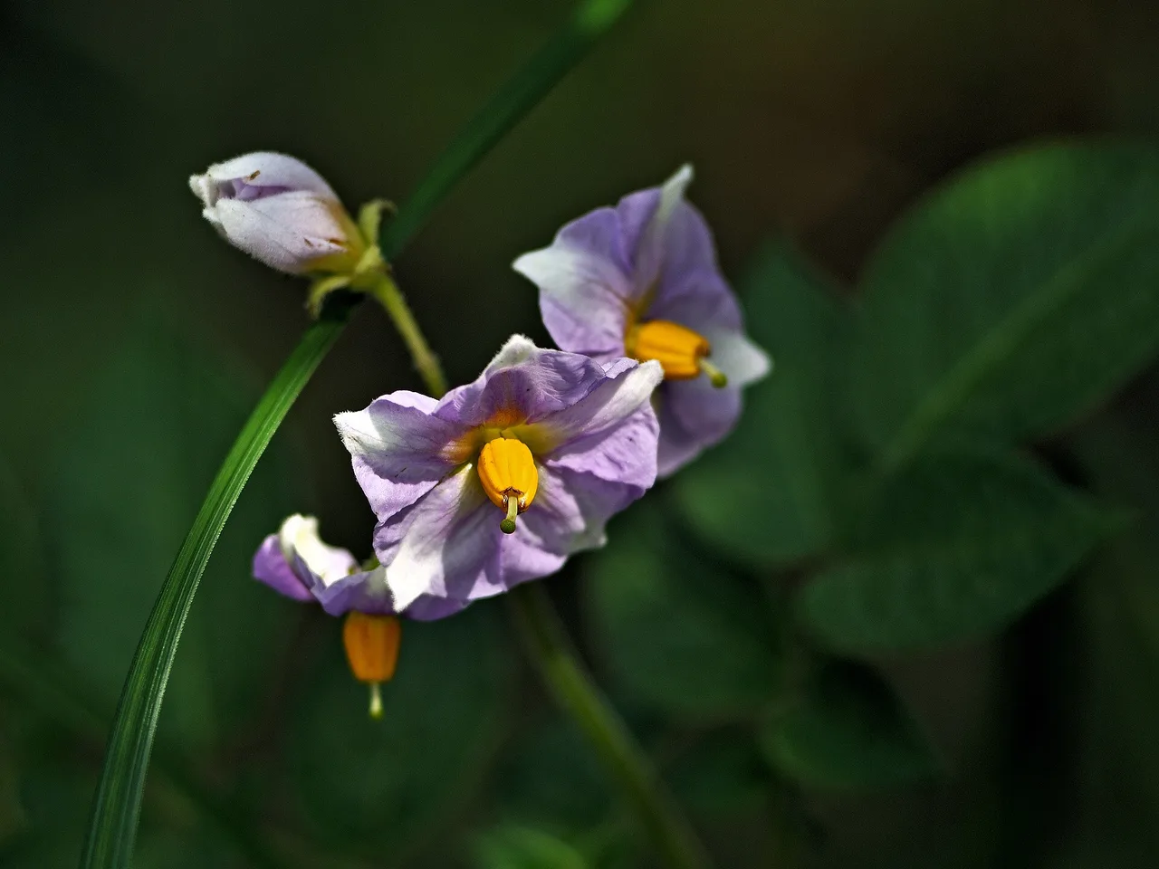 Potato (Solanum tuberosum)
