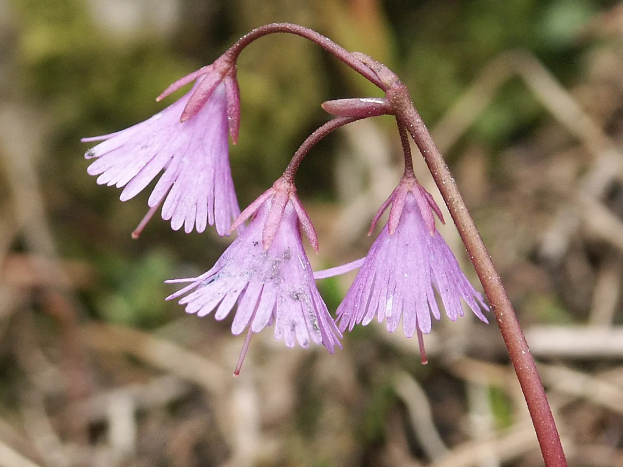 Snowbell (Soldanella alpina)