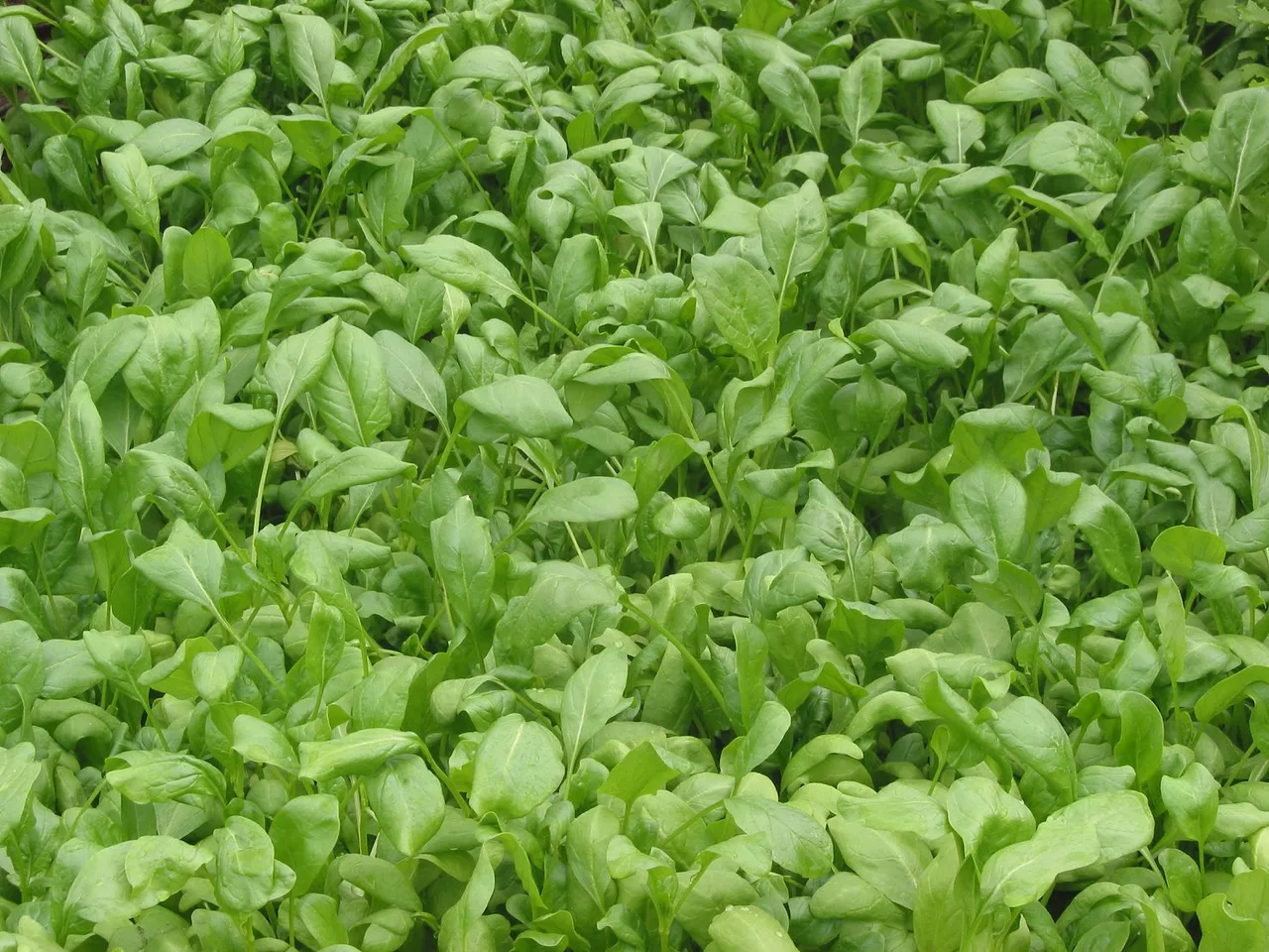 Spinach (Spinacia oleracea)