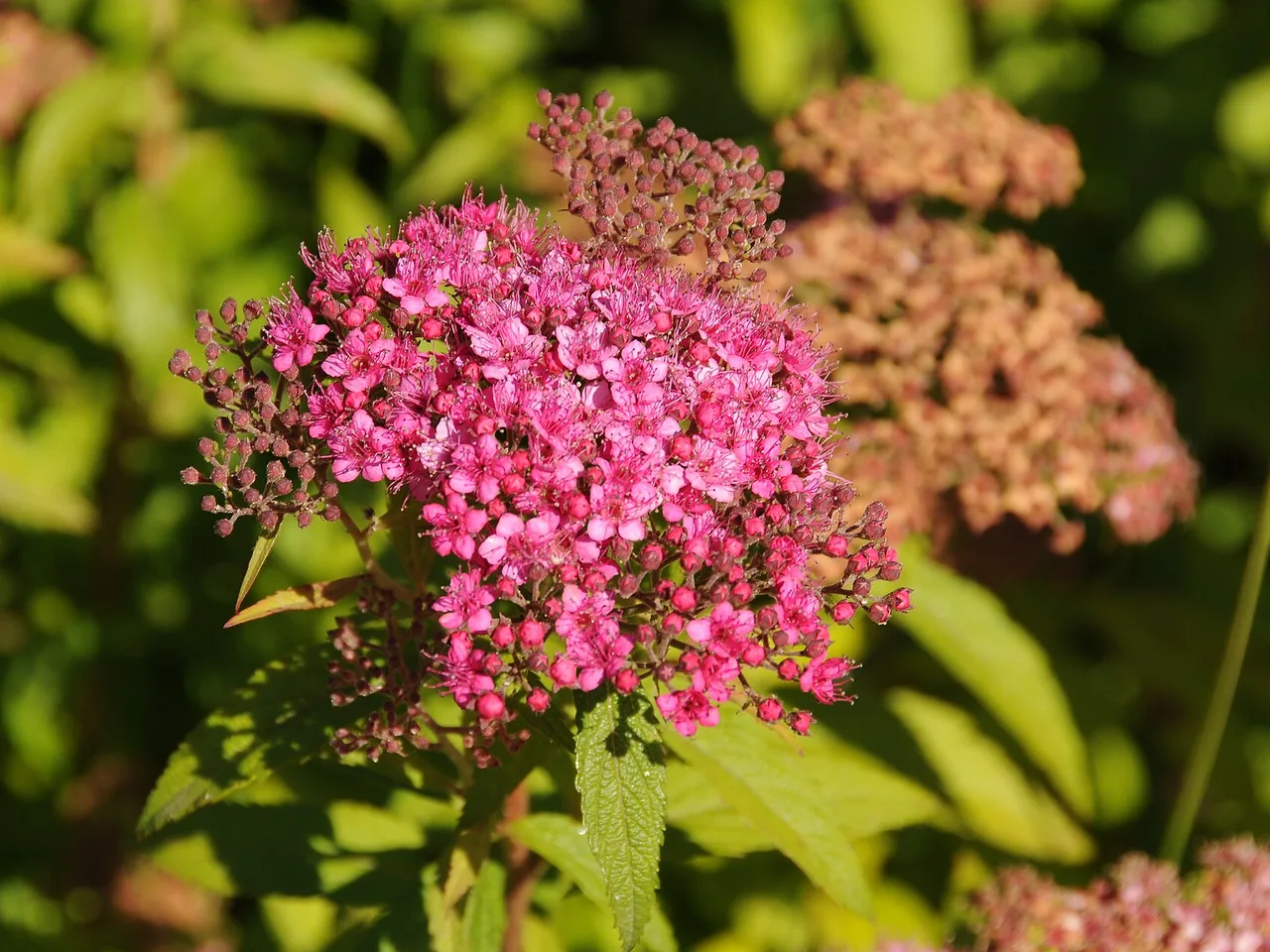 Spiraea (Spiraea japonica)