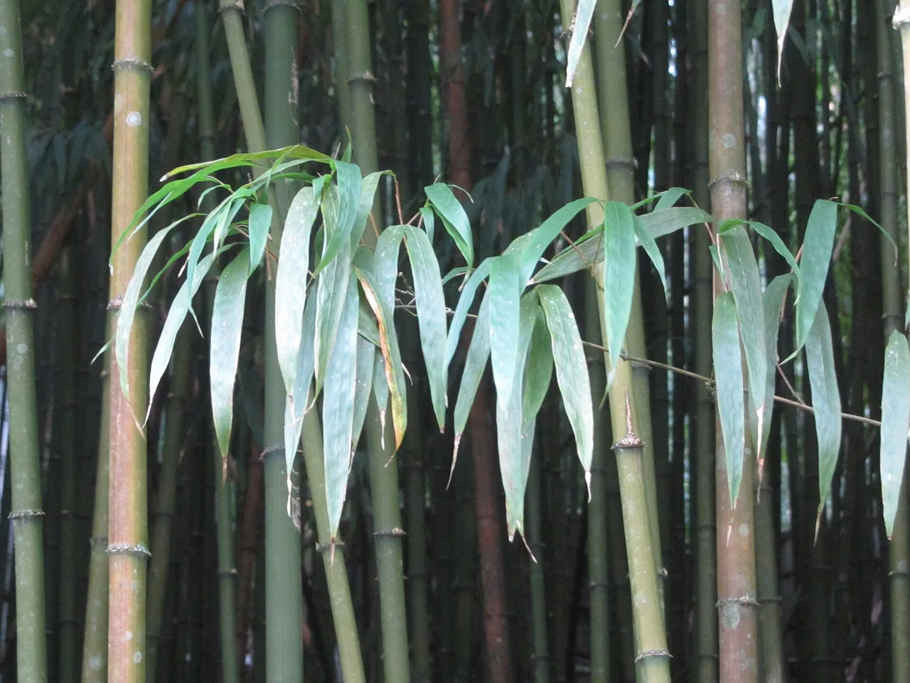 Square-stemmed Bamboo (Chimonobambusa quadrangularis)