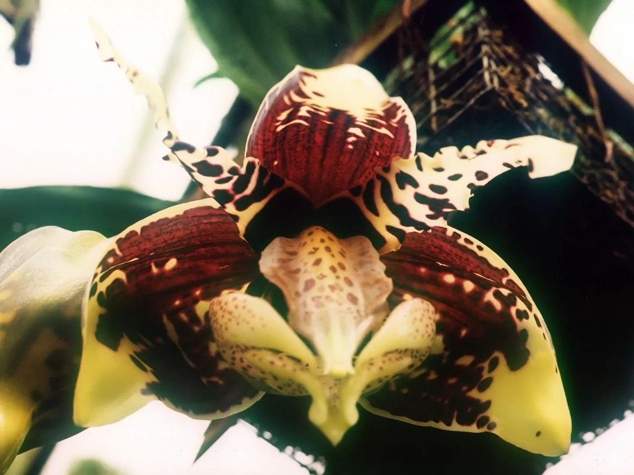 Upside-down Orchid (Stanhopea tigrina)