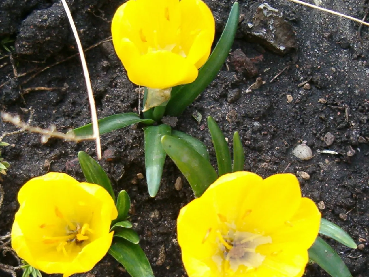 Autumn Daffodil (Sternbergia lutea)