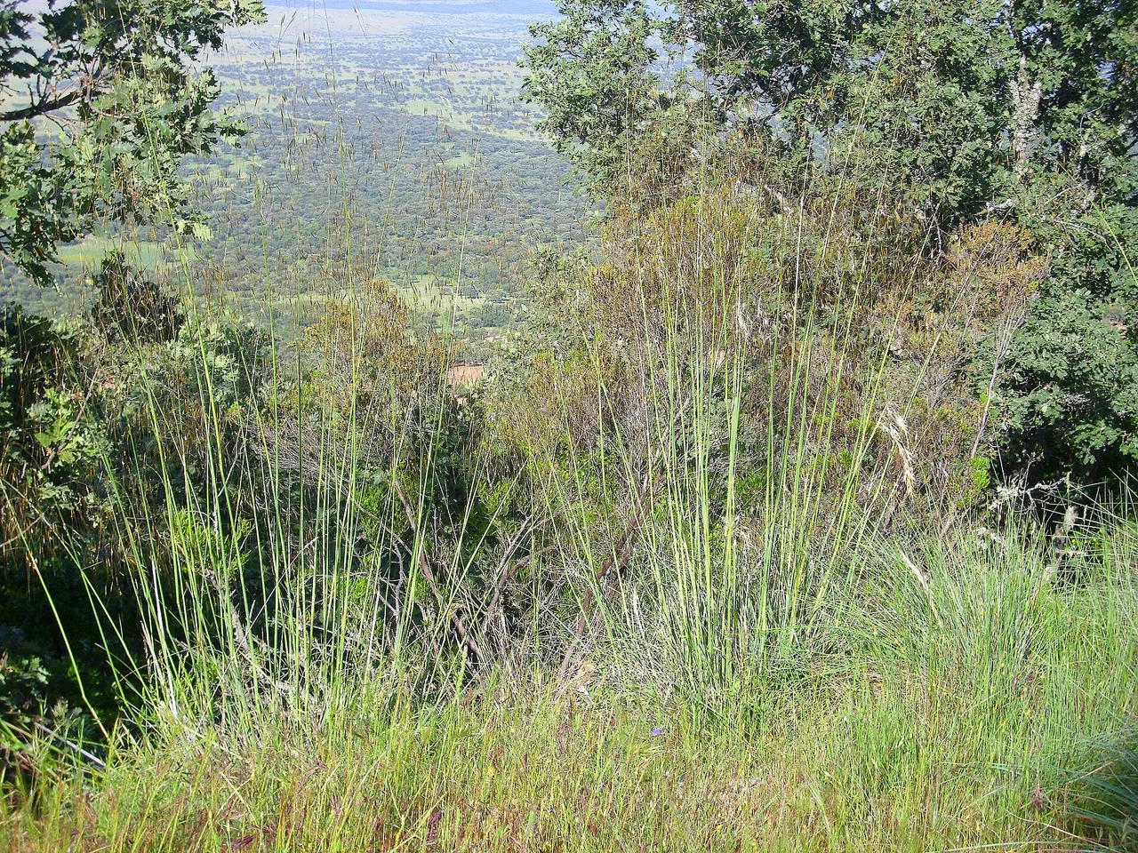 Golden Oats (Stipa gigantea)