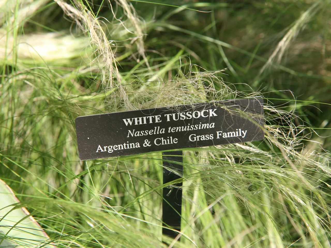 Mexican Feather Grass (Nassella tenuissima)