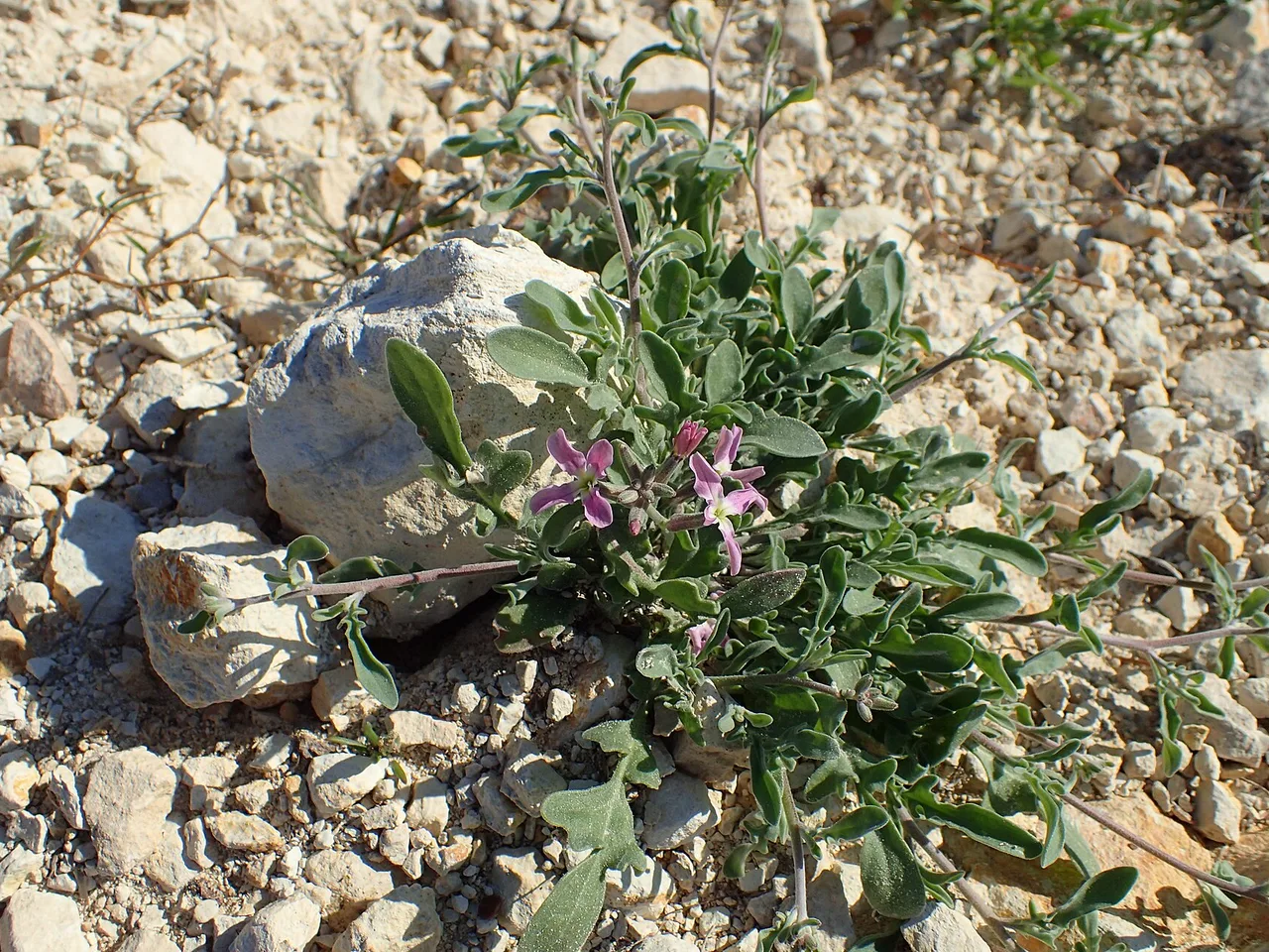 Night-scented Stock (Matthiola longipetala)