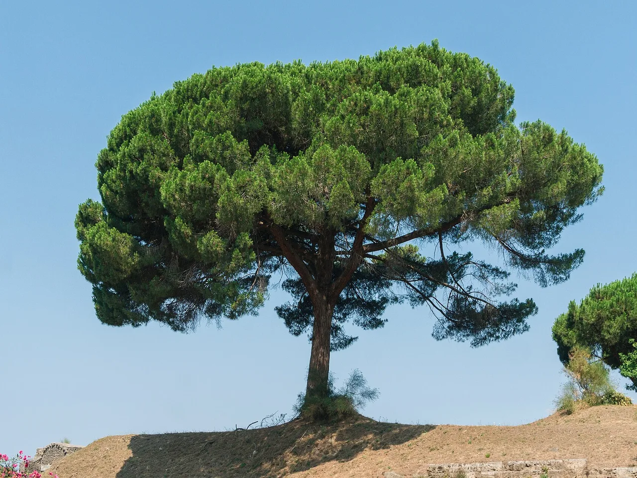 Italian Stone Pine (Pinus pinea)
