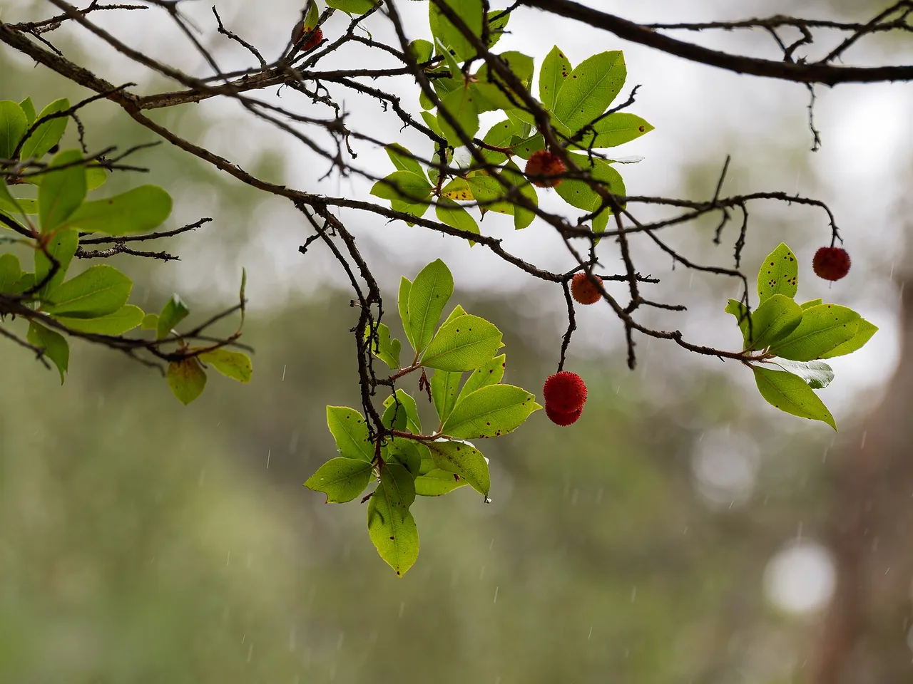 Strawberry Tree (Arbutus unedo)