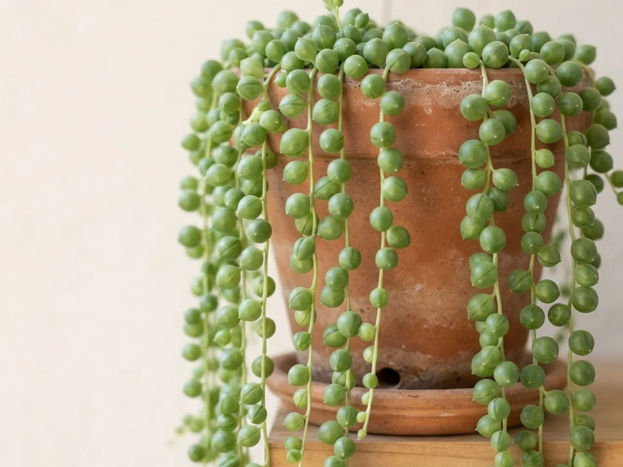 String of Pearls (Curio rowleyanus)