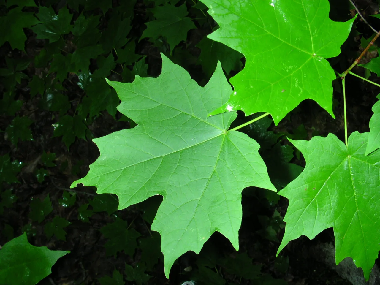 Sugar Maple (Acer saccharum)