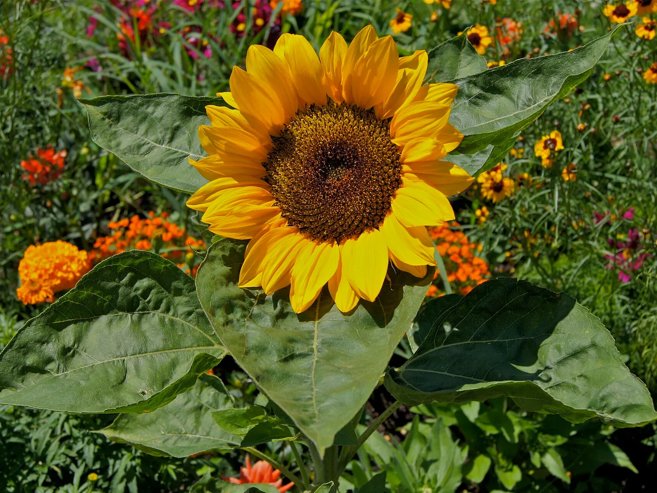Sunflower (Helianthus annuus)