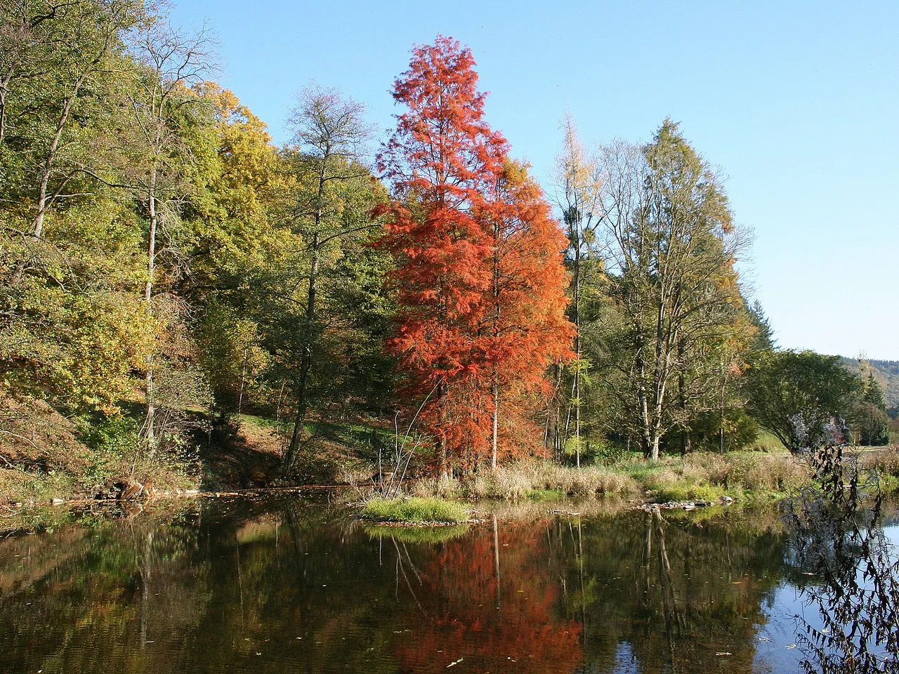 Swamp Cypress (Taxodium distichum)