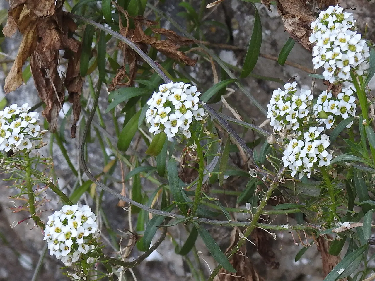 Sweet Alyssum (Lobularia maritima)