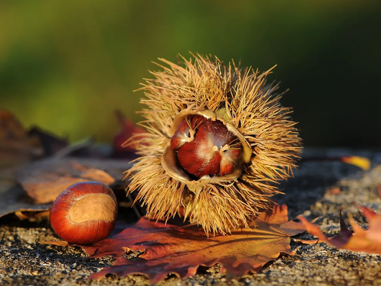 Sweet Chestnut (Castanea sativa)