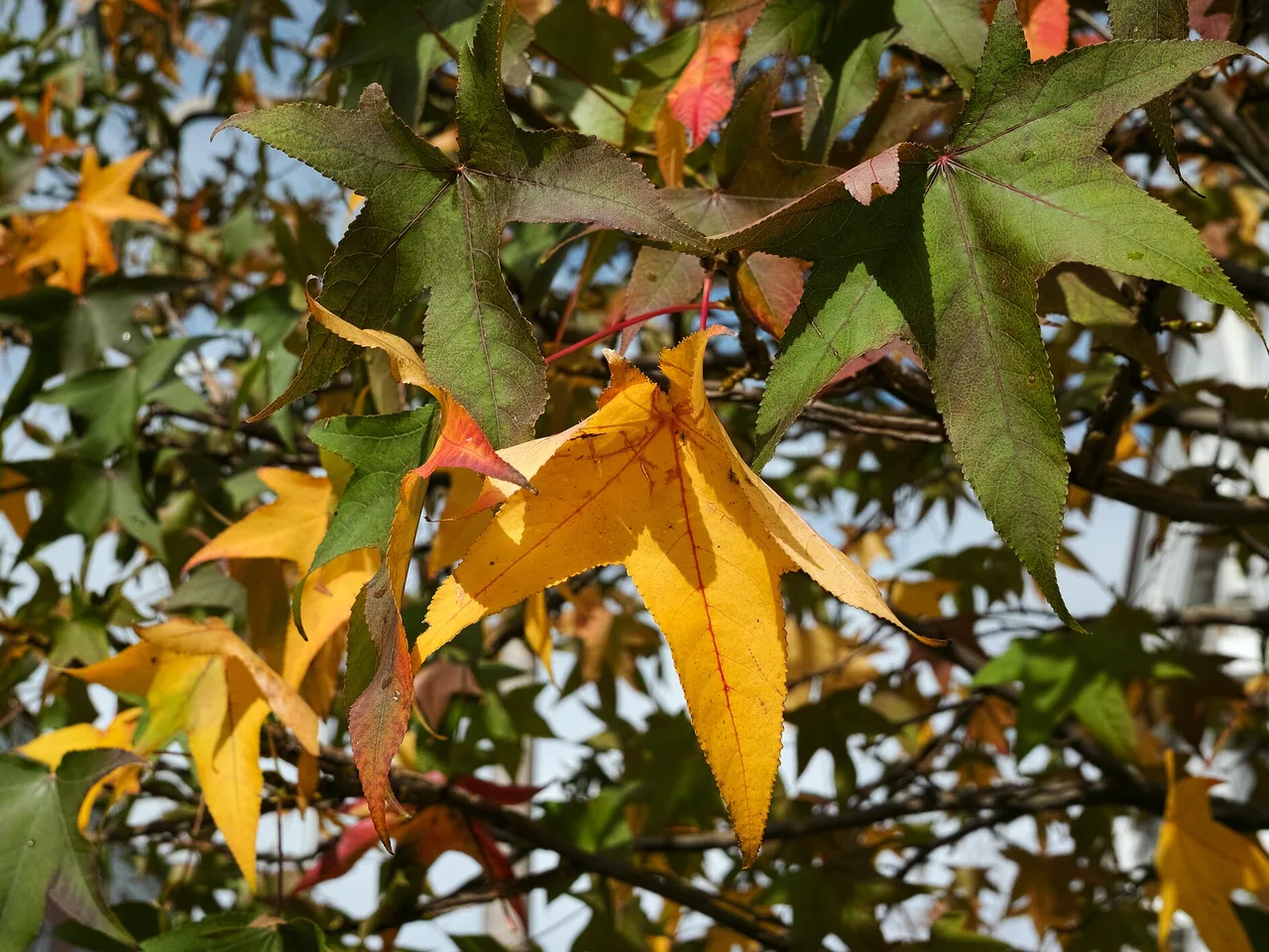 Sweetgum (Liquidambar styraciflua)