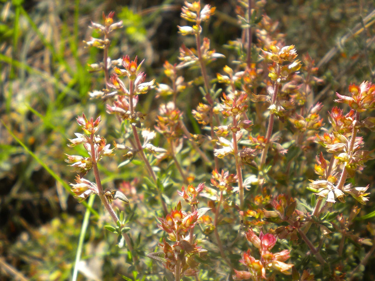 Thyme (Thymus vulgaris)
