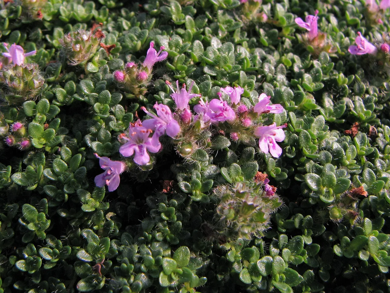 Creeping Thyme (Thymus serpyllum)