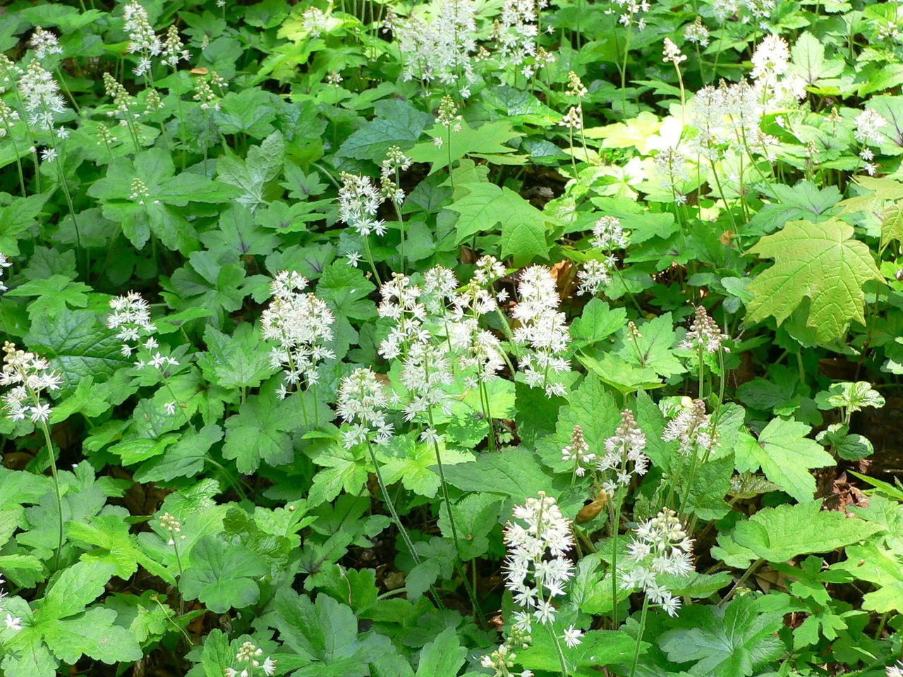Foam Flower (Tiarella cordifolia)