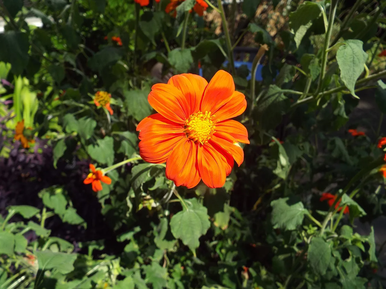 Mexican Sunflower (Tithonia rotundifolia)