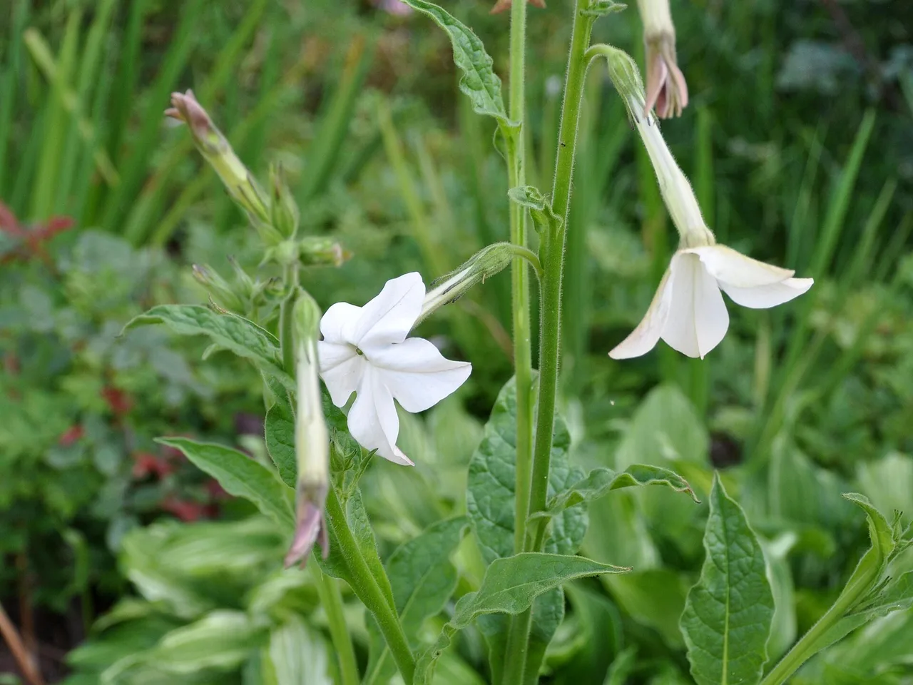 Flowering Tobacco (Nicotiana sylvestris)