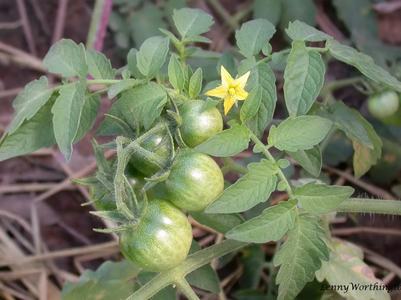 Tomato (Solanum lycopersicum)
