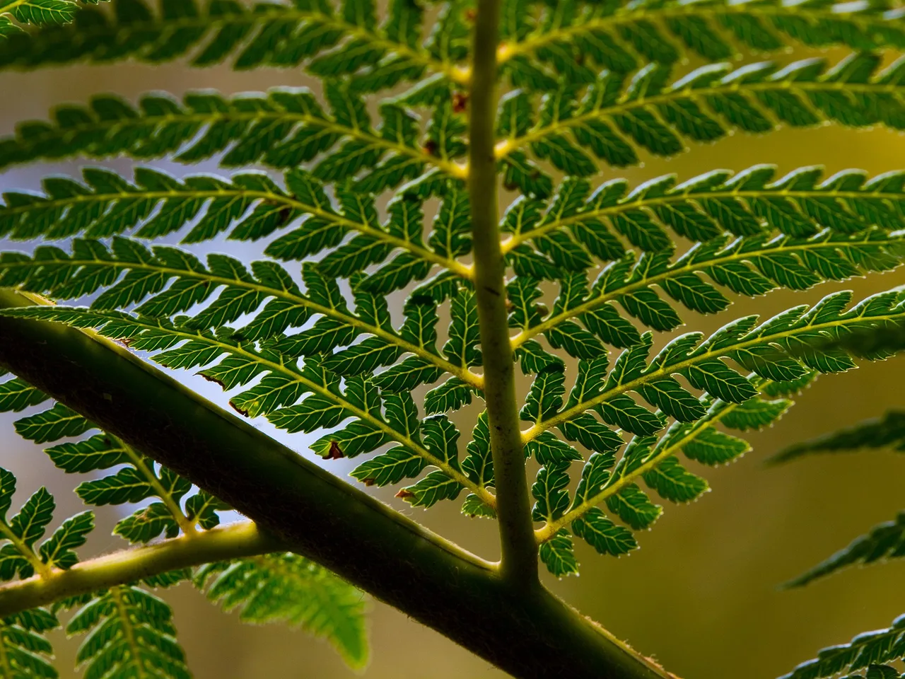 Tree Fern (Dicksonia antarctica)
