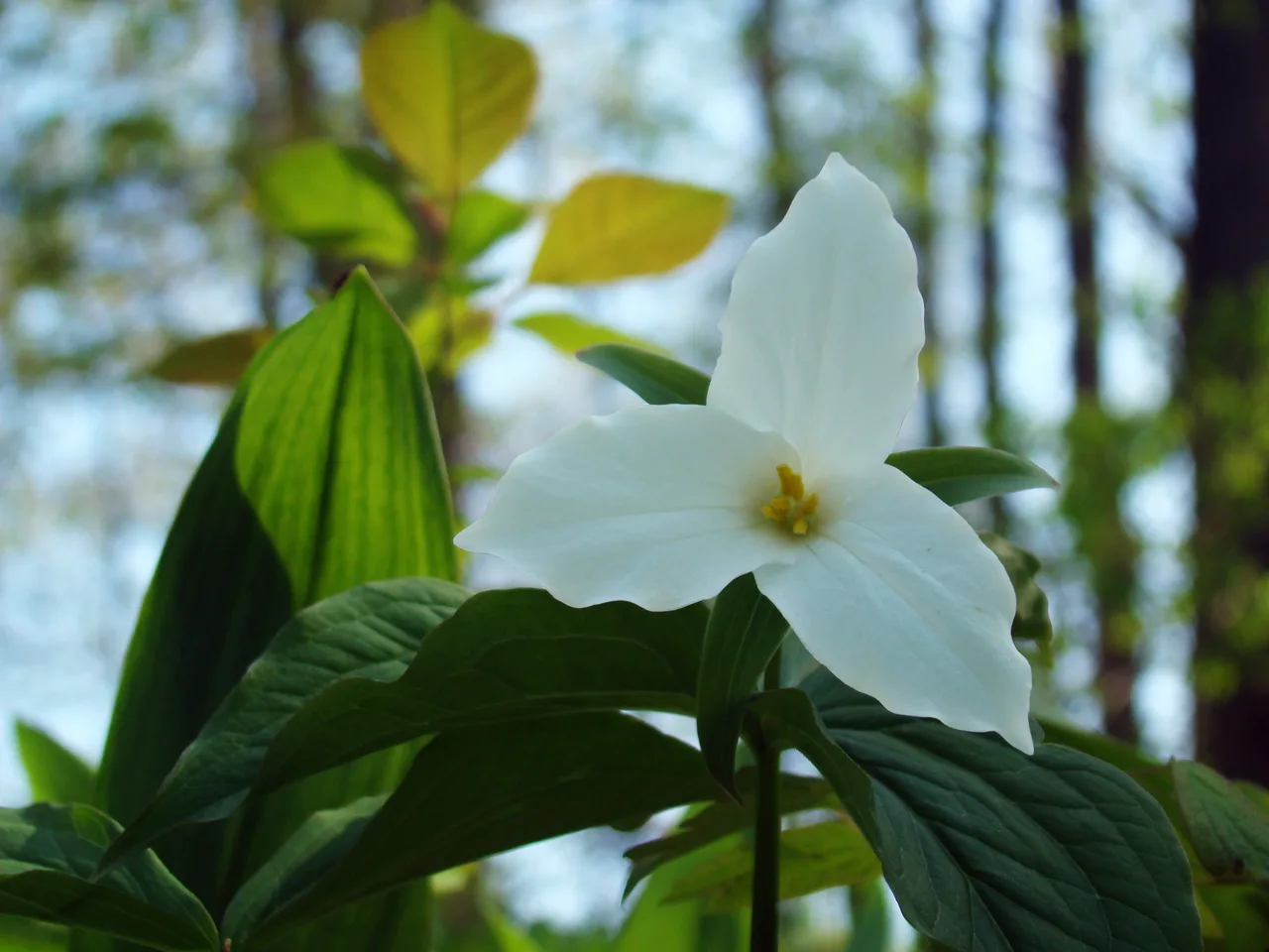 Trillium (Trillium grandiflorum)