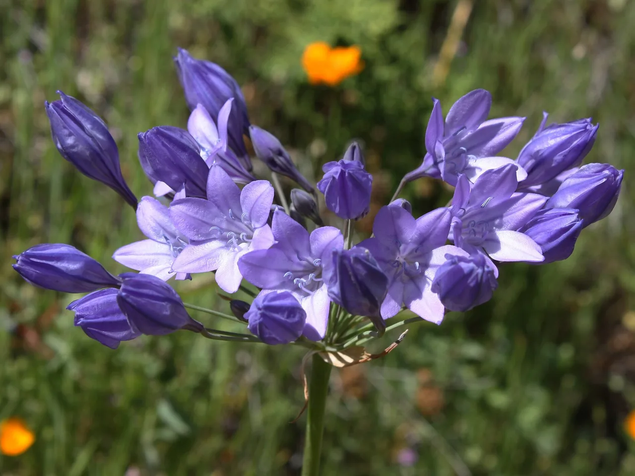 Triteleia (Triteleia laxa)
