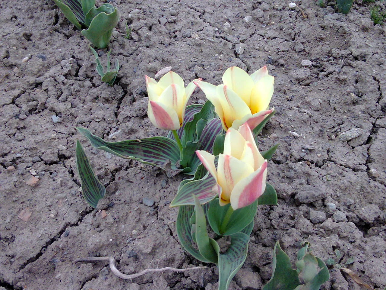 Tulip (Tulipa gesneriana)