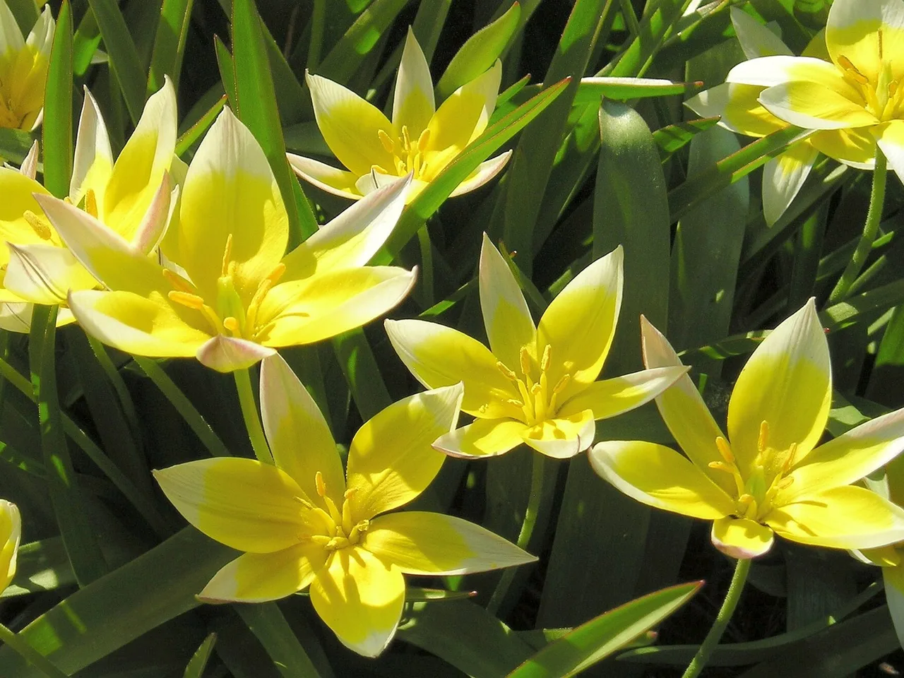 Species Tulip (Tulipa tarda)