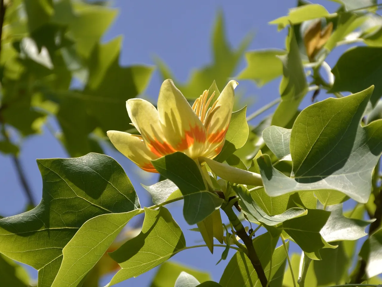 Tulip Tree (Liriodendron tulipifera)