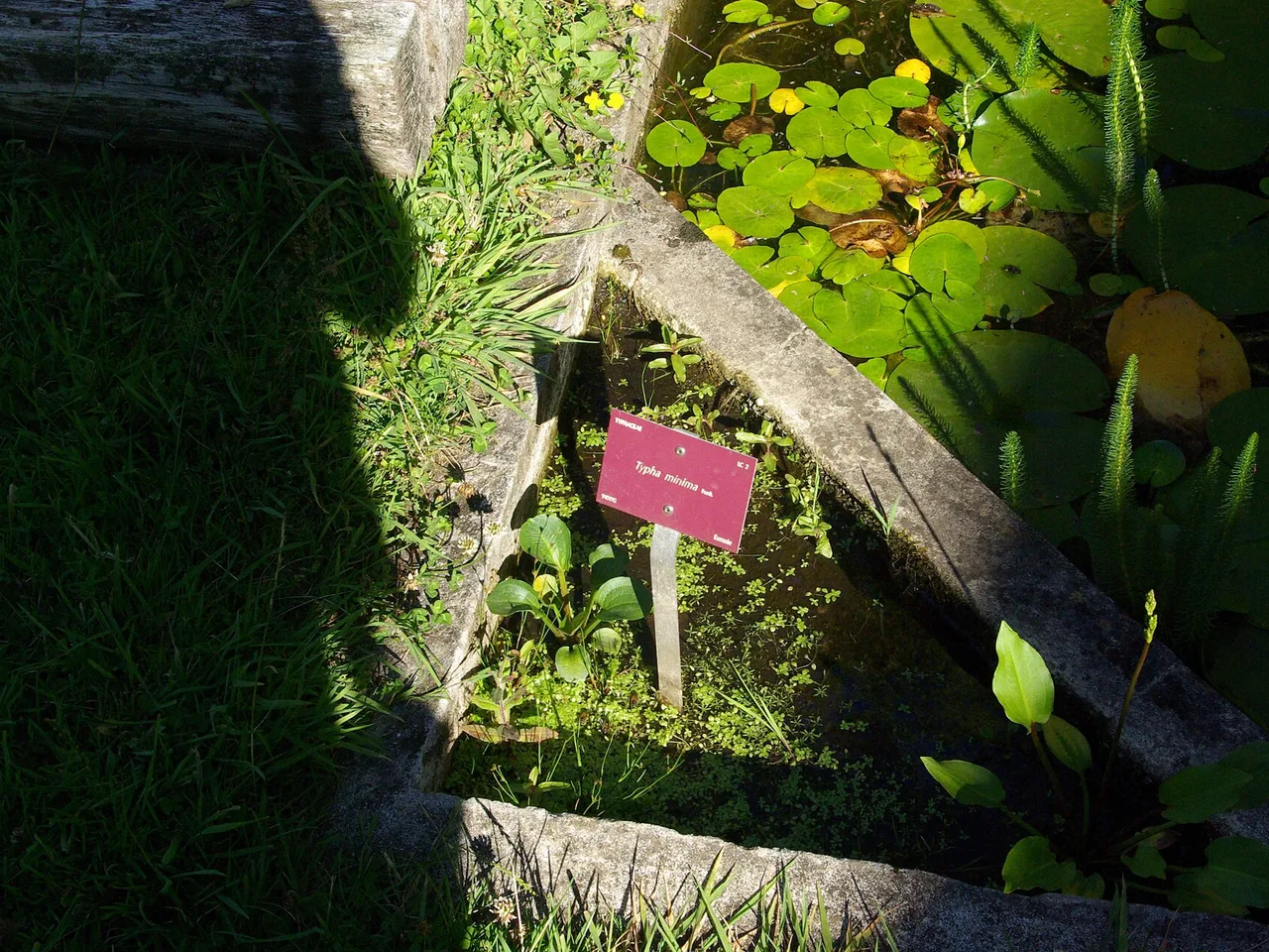 Dwarf Bulrush (Typha minima)